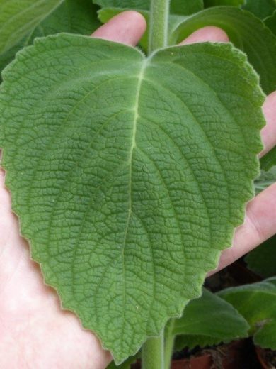 Citronnelle d'Australie (Plectranthus species) Plant