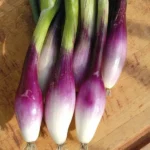 Oignon 'Rossa lunga di Firenze' (Variété Italienne) Graines