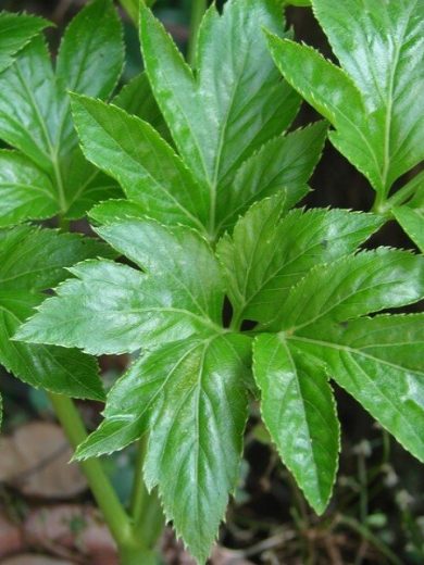Ashitaba (Angelica keiskei) Plant