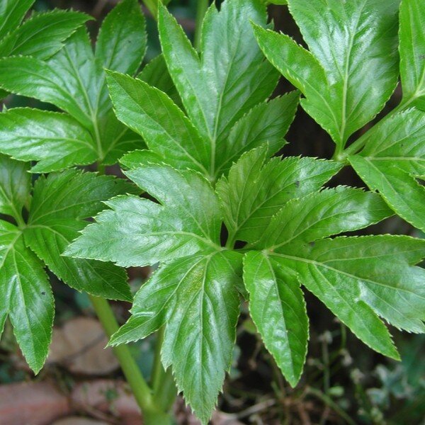 Ashitaba (Angelica keiskei) Plant