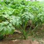 Ashitaba (Angelica keiskei) Plant