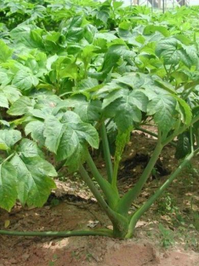 Ashitaba (Angelica keiskei) Plant