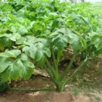 Ashitaba (Angelica keiskei) Plant