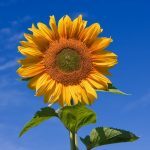Tournesol à fleur géante (Helianthus uniflorus giganteus) Graines