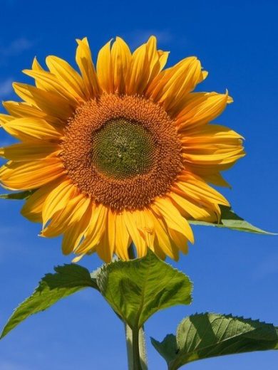 Tournesol à fleur géante (Helianthus uniflorus giganteus) Graines