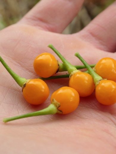 Piment 'Aji Charapita' (Variété péruvienne) Graines rares