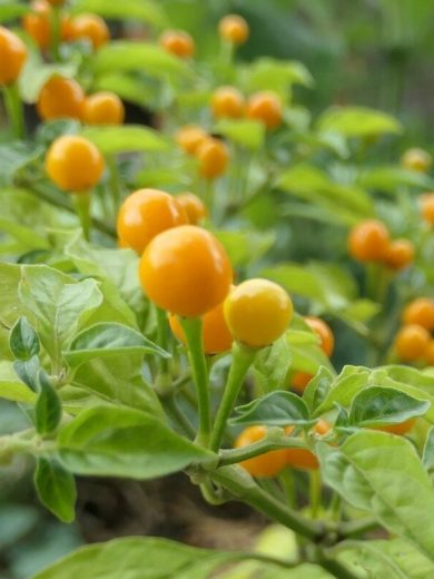 Piment 'Aji Charapita' (Variété péruvienne) Graines rares