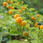 Piment 'Aji Charapita' (Variété péruvienne) Graines rares