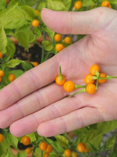Piment 'Aji Charapita' (Variété péruvienne) Graines rares