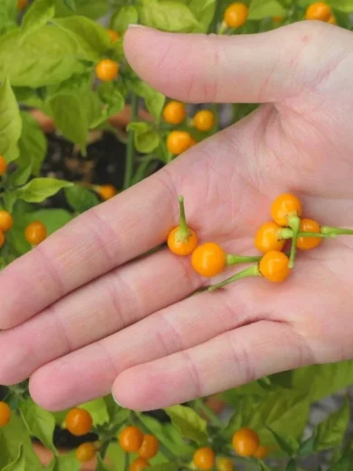 Piment 'Aji Charapita' (Variété péruvienne) Graines rares