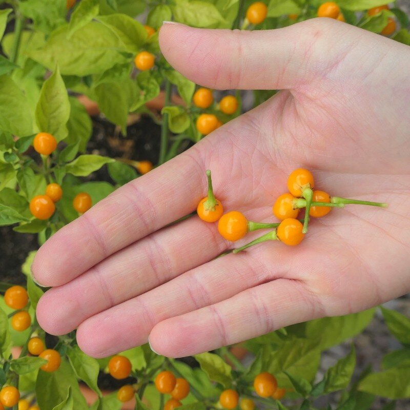 Aji Charapita, le piment le plus cher au monde