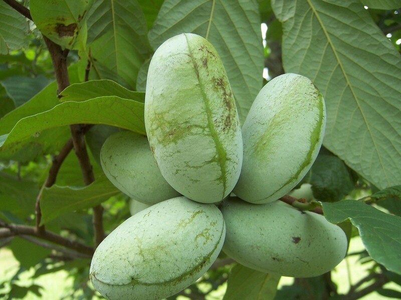 L'Asiminier, un arbre fruitier rare et prometteur