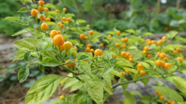 Aji Charapita, le piment le plus cher au monde