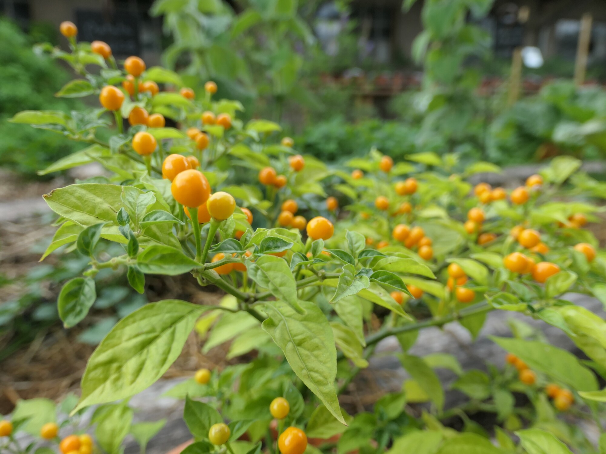 Voici le piment le plus piquant du monde - Moustique