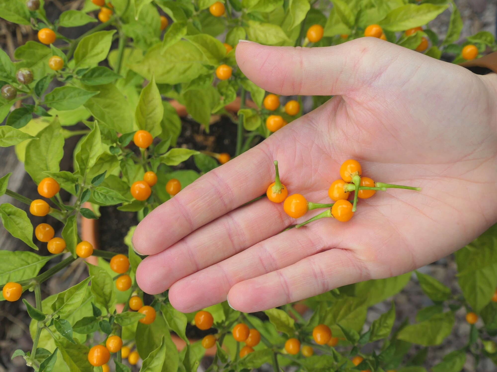 Voici le piment le plus piquant du monde - Moustique