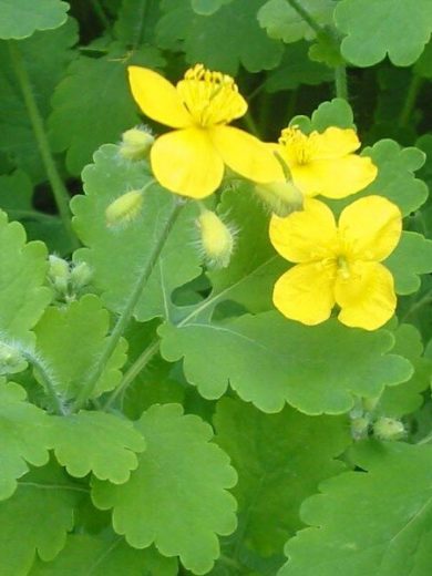 Chelidonium majus (Chélidoine, Herbe aux verrues) Graines