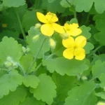 Chelidonium majus (Chélidoine, Herbe aux verrues) Graines