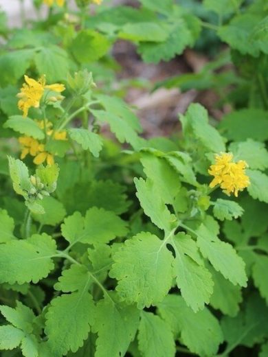 Chelidonium majus (Chélidoine, Herbe aux verrues) Graines