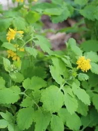 Chelidonium majus (Chélidoine, Herbe aux verrues) Graines