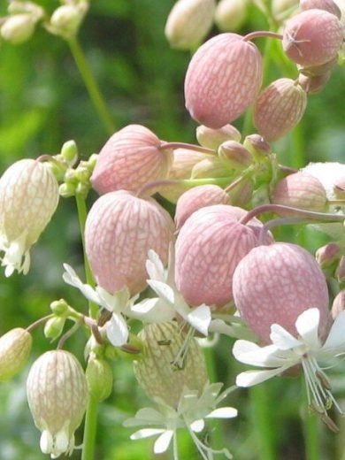 Silène enflé (Silene vulgaris) Graines