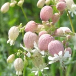 Silène enflé (Silene vulgaris) Graines