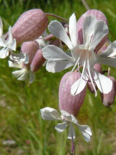 Silène enflé (Silene vulgaris) Graines
