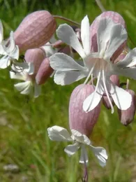 Silène enflé (Silene vulgaris) Graines