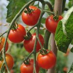 Tomate cerise 'Délice du Jardinier' (Variété précoce et productive) Graines