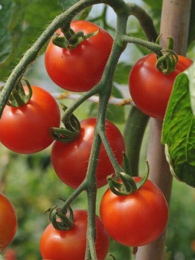 Tomate cerise 'Délice du Jardinier' (Variété précoce et productive) Graines