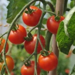 Tomate cerise 'Délice du Jardinier' (Variété précoce et productive) Graines