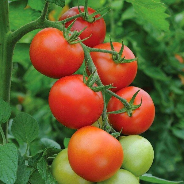 Tomate cerise 'Délice du Jardinier' (Variété précoce et productive) Graines