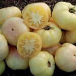 Tomate 'Beauté Blanche' (Variété précoce) Graines