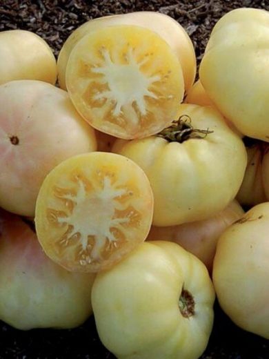 Tomate 'Beauté Blanche' (Variété précoce) Graines