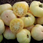 Tomate 'Beauté Blanche' (Variété précoce) Graines