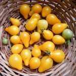 Tomate 'Poire jaune' (Variété d'apéritif) Graines