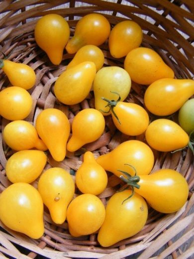 Tomate 'Poire jaune' (Variété d'apéritif) Graines