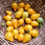 Tomate 'Poire jaune' (Variété d'apéritif) Graines