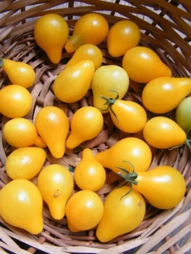 Tomate 'Poire jaune' (Variété d'apéritif) Graines