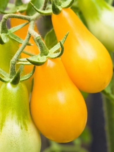 Tomate 'Poire jaune' (Variété d'apéritif) Graines