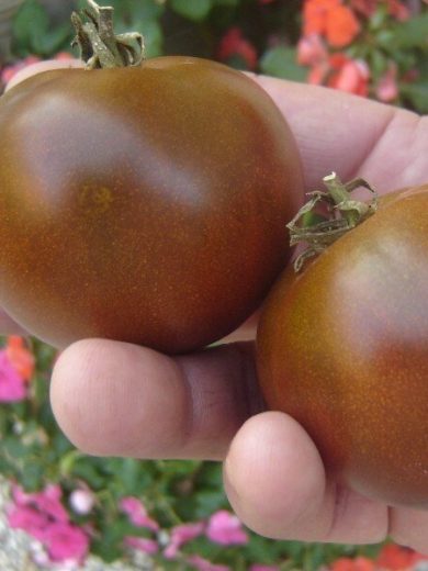 Tomate 'Noire Russe' (Variété originale) Graines