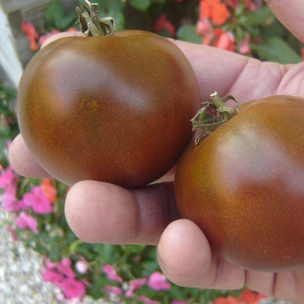 Tomate 'Noire Russe' (Variété originale) Graines