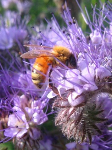 Graines de Lavande vraie BIO  Lavandula angustifolia BIO - Mellifère