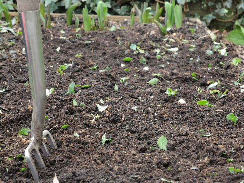 Protéger la terre du potager en hiver