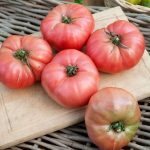 Tomate 'Rose de Berne' (Variété ancienne) Graines