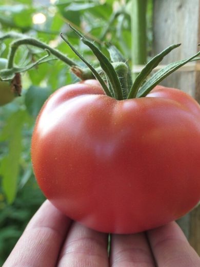 Tomate 'Rose de Berne' (Variété ancienne) Graines