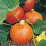 Potimarron 'Uchiki Kuri' (Variété japonaise) Graines