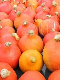 Potimarron 'Uchiki Kuri' (Variété japonaise) Graines