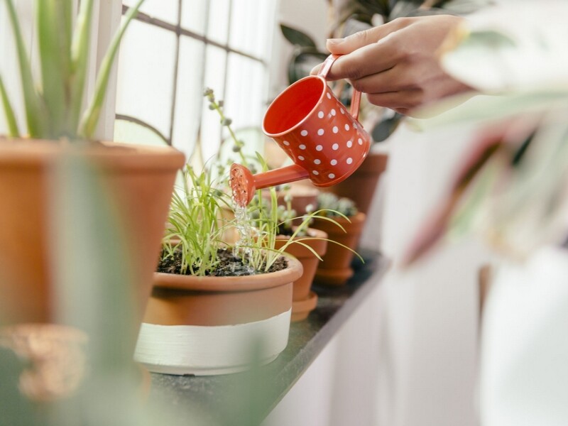 Réussir l'arrosage des plantes d'intérieur