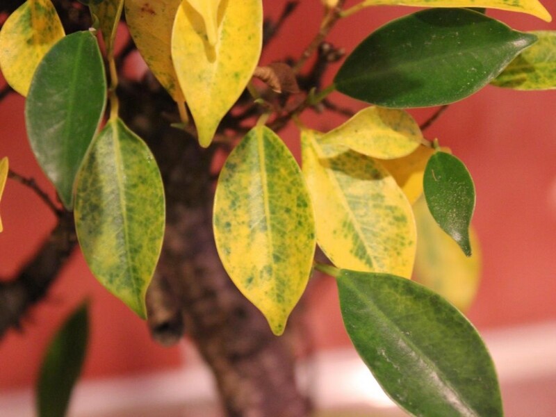 Pourquoi les feuilles de mon citronnier jaunissent-elles ?