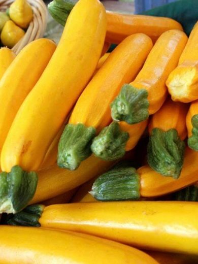 Courgette jaune 'Gold Rush' Graines